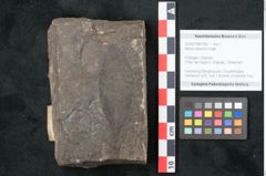 Foto (Objekt + Etikett) von Myrica saliicina Unger (NHMW-GEO-2024-0188-7962)